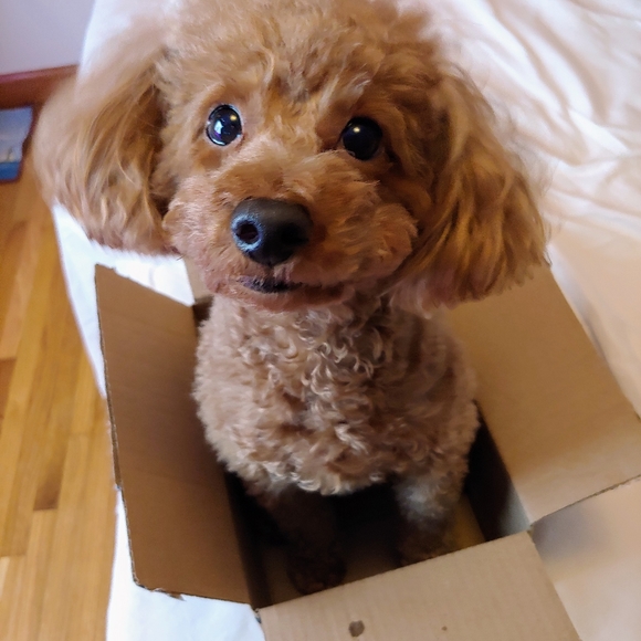 Meet your Posher, Pam - Picture 3 of 3